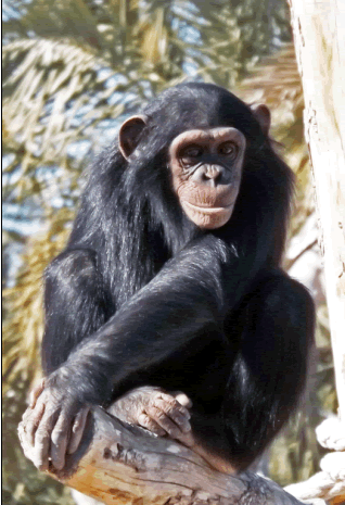 PGSIMIO CHIMPANCÉ 2