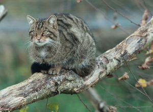 El gato montés: El gran olvidado