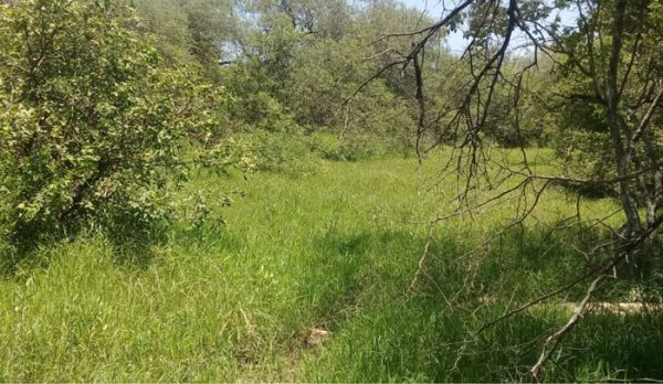 DECLARADO EL KILOMETRO 0 MUNDIAL CONTRA LA DEFORESTACIÓN EN LA COMUNIDAD INDÍGENA DE LOS PILAGÁS, QUE HABITAN EN LA PROVINCIA DE FORMOSA AL NORTE DE ARGENTINA