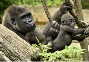 El adiós a los homínidos no humanos - Un genocidio premeditado