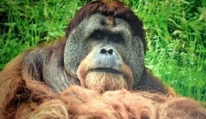 PROYECTO GRAN SIMIO SOLICITA DEL GOBIERNO DE CANTABRIA QUE SE REALICE UNA INSPECCIÓN EN EL ZOO DE SANTILLANA PARA VER LA SITUACIÓN EN QUE SE ENCUENTRAN LOS ANIMALES Y SUS INSTALACIONES.