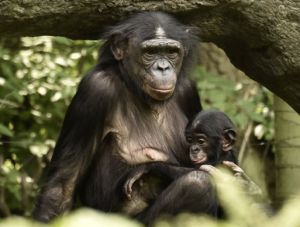 La Dirección General de Derechos de los Animales, dentro del Plan Normativo de 2022, tiene previsto el desarrollo de una Ley de Grandes Simios