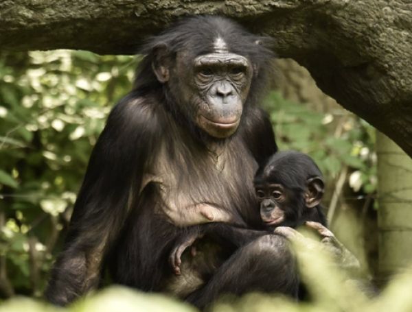 La Dirección General de Derechos de los Animales, dentro del Plan Normativo de 2022, tiene previsto el desarrollo de una Ley de Grandes Simios