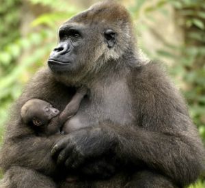 Proyecto Gran Simio lamenta una vez más la decisión del traslado de la gorila Duni con fines reproductivos en un acto cruel y abusivo para un homínido cautivo