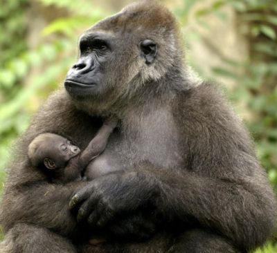Proyecto Gran Simio lamenta una vez más la decisión del traslado de la gorila Duni con fines reproductivos en un acto cruel y abusivo para un homínido cautivo