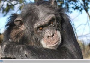 Proyecto Gran Simio (GAP/PGS-España), presenta Amparo Judicial ante la justicia de Argentina para liberar al chimpancé Johnny