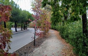 Los árboles: seres vivos