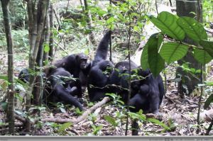 Declarado el kilometro cero mundial de los chimpancés del Corredor Biológico Mundial