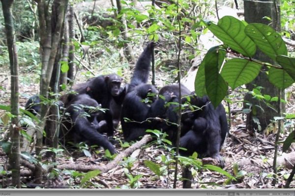 Declarado el kilometro cero mundial de los chimpancés del Corredor Biológico Mundial