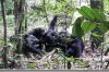 Declarado el kilometro cero mundial de los chimpancés del Corredor Biológico Mundial