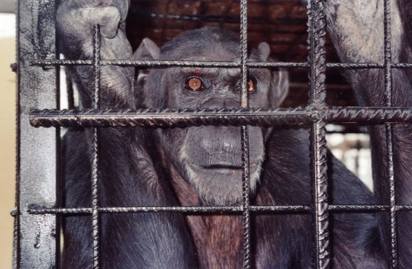 Proyecto Gran Simio solicita a las autoridades y a los centros privados donde hay animales cautivos, que no se ignore sus necesidades