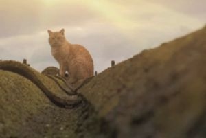 GATOS