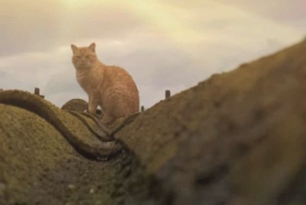 GATOS