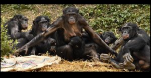 Los grandes simios: un genocidio consentido