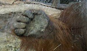 Proyecto Gran Simio solicita al nuevo gobierno municipal de Barcelona el cumplimiento de la ordenanza sobre el zoo de Barcelona