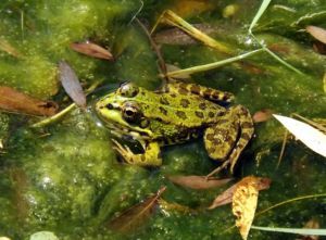 DERECHOS DE LA TIERRA