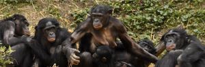 PROYECTO GRAN SIMIO DENUNCIA LA IRRESPONSABILIDAD DE LOS ZOOS EN SU TRATO CON LOS GRANDES SIMIOS Y MUY CONCRETAMENTE EL HECHO OCURRIDO EN SUECIA.