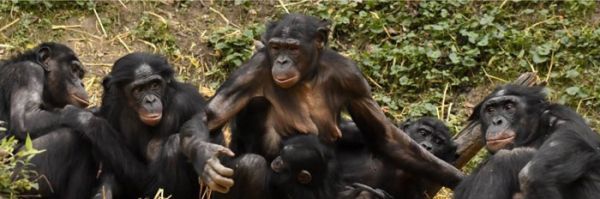 PROYECTO GRAN SIMIO DENUNCIA LA IRRESPONSABILIDAD DE LOS ZOOS EN SU TRATO CON LOS GRANDES SIMIOS Y MUY CONCRETAMENTE EL HECHO OCURRIDO EN SUECIA.