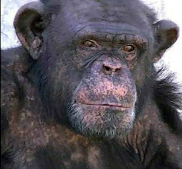 La Asociación de abogados AFADA de Argentina, en colaboración con el Proyecto Gran Simio España, presentan Habeas Corpus para liberar al chimpancé Toti.